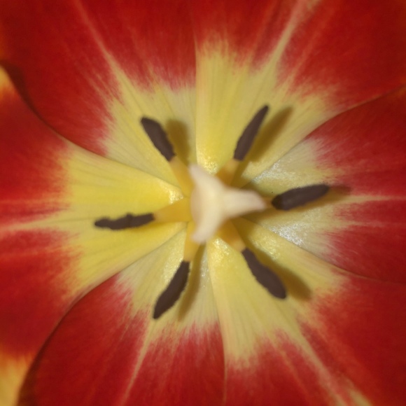 Meet your Posher, Heather - Picture 1 of 1